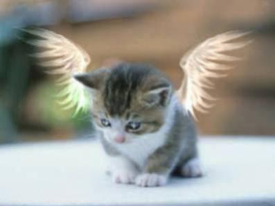un omge du chat