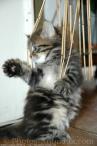 il danse